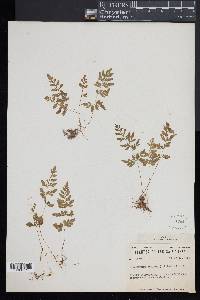 Cryptogramma stelleri image