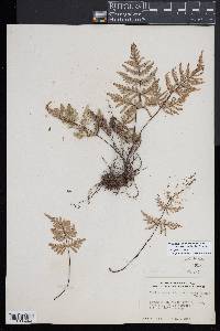 Mildella intramarginalis image