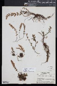 Myriopteris lanosa image