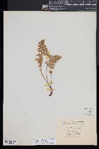 Myriopteris newberryi image