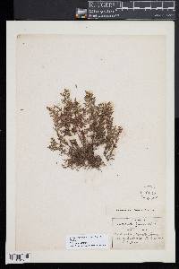 Myriopteris wrightii image