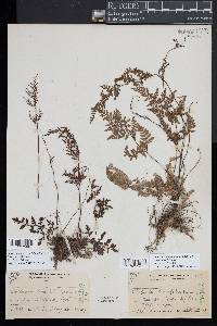 Cheilanthes tenuifolia image