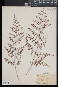 Pellaea andromedifolia image