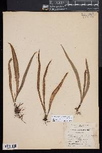 Radiovittaria remota image