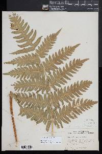 Pteris altissima image