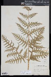 Pteris altissima image