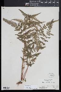 Pteris dispar image