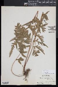 Pteris dispar image