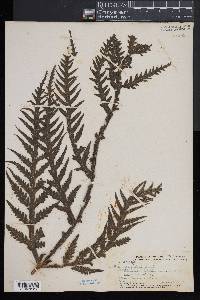 Pteris irregularis image