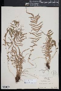 Pteris longifolia image