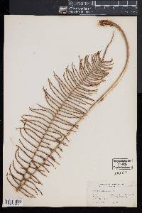 Pteris longifolia image