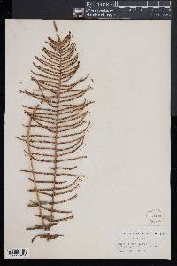 Pteris longifolia image