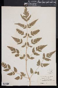 Pteris macilenta image