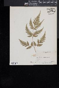 Pteris macilenta image