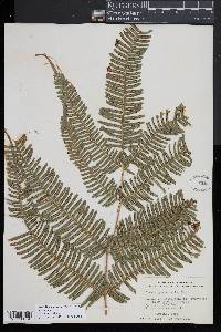 Pteris fauriei image