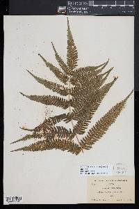 Pteris fauriei image