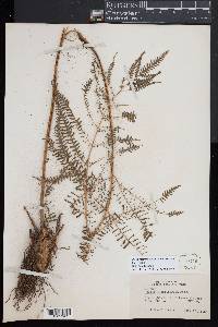 Pteris fauriei image