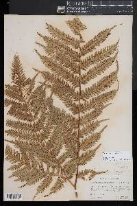 Pteris tripartita image