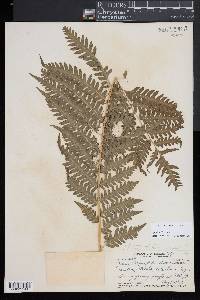 Pteris tripartita image