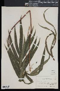 Pteris umbrosa image
