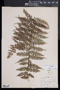 Dennstaedtia obtusifolia image