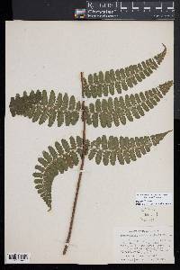 Dennstaedtia obtusifolia image