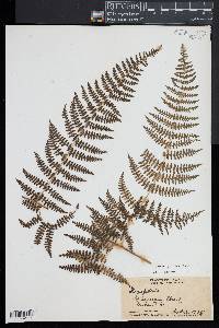 Hypolepis punctata image