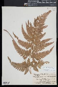Microlepia strigosa image