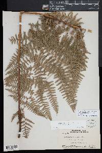 Pteridium aquilinum subsp. decompositum image