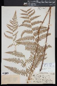 Pteridium aquilinum subsp. decompositum image
