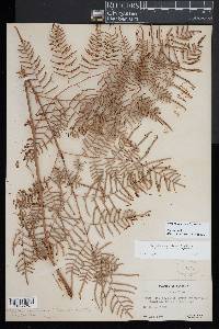 Pteridium caudatum image