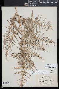 Pteridium caudatum image