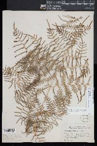 Pteridium caudatum image