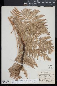 Pteridium aquilinum subsp. latiusculum image