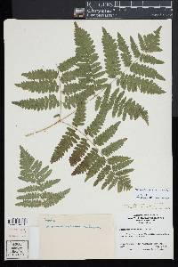 Pteridium aquilinum subsp. latiusculum image