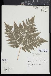 Pteridium aquilinum subsp. latiusculum image