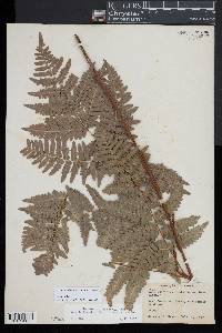 Pteridium aquilinum subsp. latiusculum image