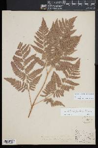 Pteridium aquilinum subsp. latiusculum image