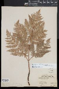 Pteridium aquilinum subsp. latiusculum image