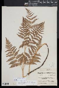 Pteridium aquilinum subsp. latiusculum image