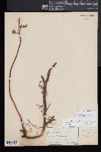 Pteridium aquilinum subsp. latiusculum image