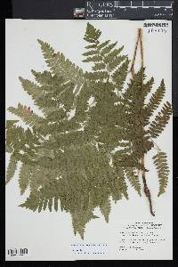 Pteridium aquilinum subsp. latiusculum image