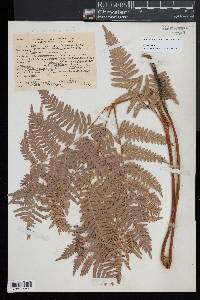 Pteridium aquilinum subsp. latiusculum image