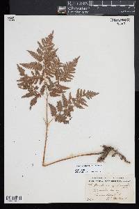 Pteridium aquilinum subsp. latiusculum image
