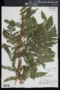 Pteridium aquilinum subsp. latiusculum image