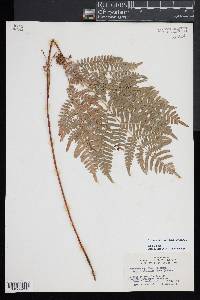 Pteridium aquilinum subsp. latiusculum image