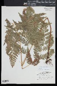 Pteridium aquilinum subsp. latiusculum image