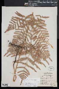 Pteridium aquilinum subsp. pseudocaudatum image