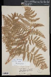 Pteridium aquilinum var. pubescens image