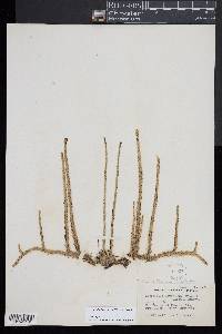 Lycopodiella appressa image
